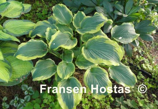 Hosta Medieval Age